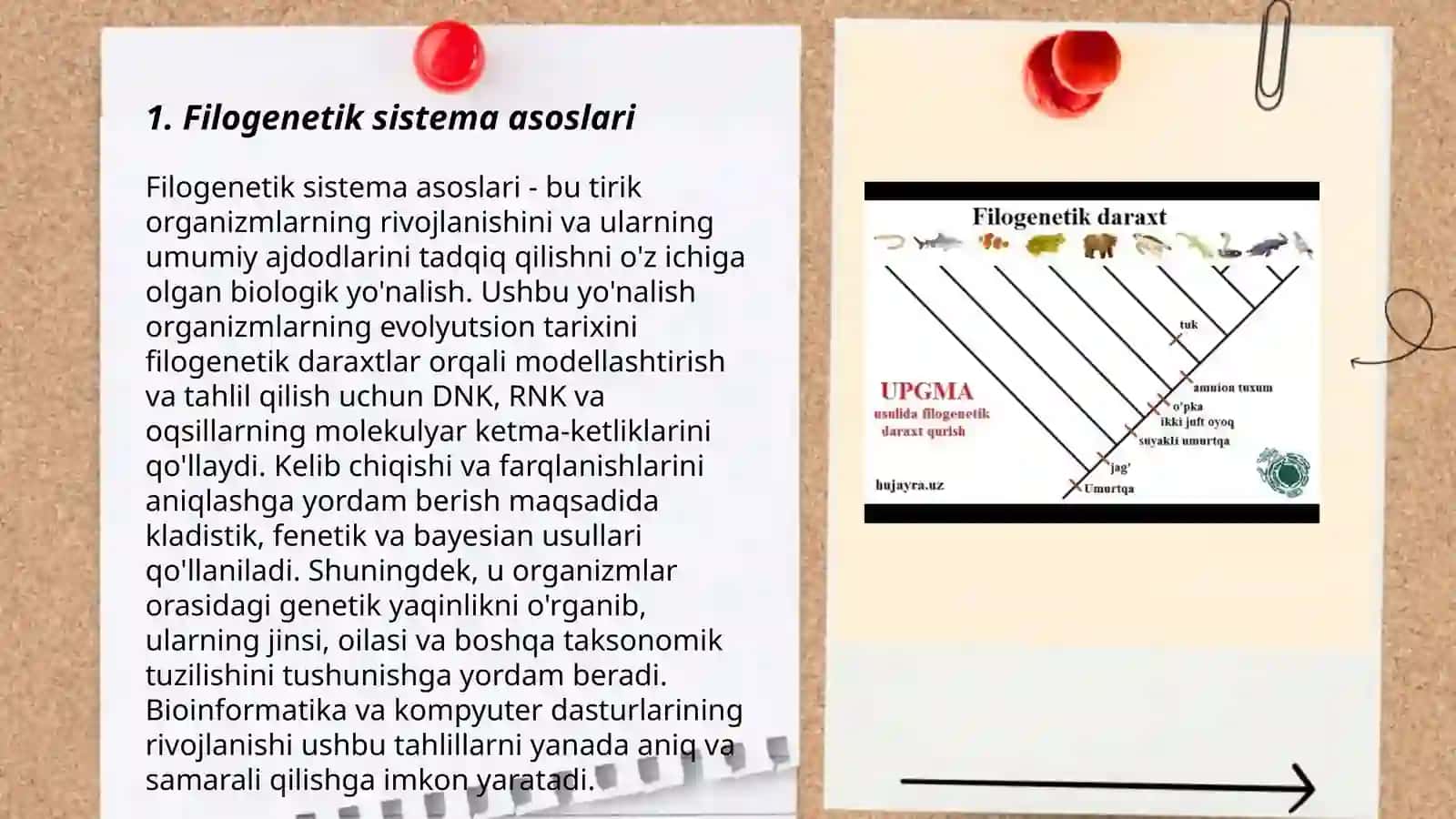 Zamonaviy Filogenetik sistema tuban oʻsimliklar va ularning klassifikatsiyasi 3