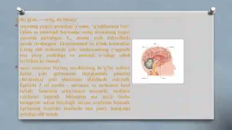 Epifizning ultra strukturaviy tashkil etilishi va funksiyalari gipotalamus neyroslekretsiyasining strukturaviy asoslari 3