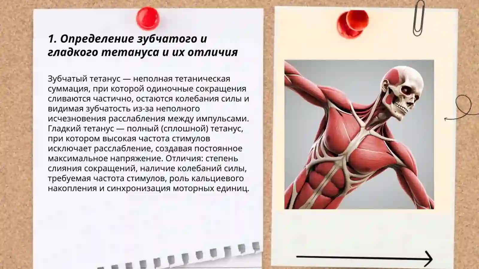 Физиологии мышц. Зубчатый и гладкий тетанус 3