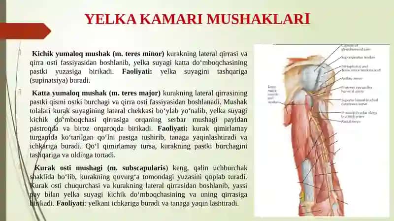 Yelka kamari va yelka mushaklari. Bilak mushaklari va fassiyalari. Qo'l kaft mushaklari. Qo'l kaftining pay qinlari. 3