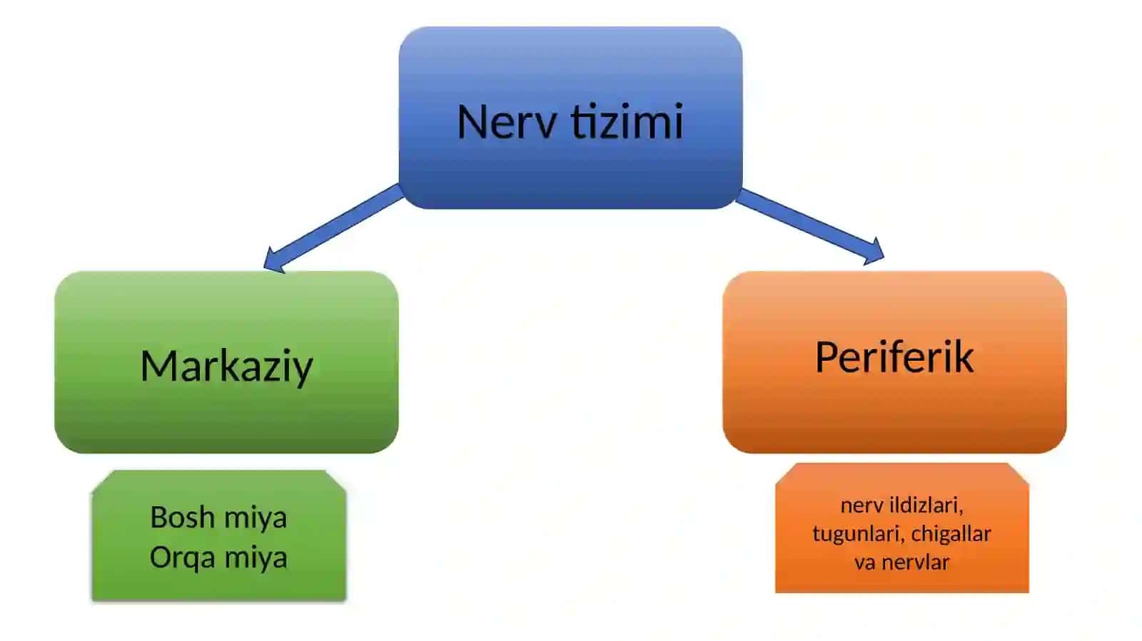 Markaziy nerv tizmining funksional anatomiyasi haqida 3
