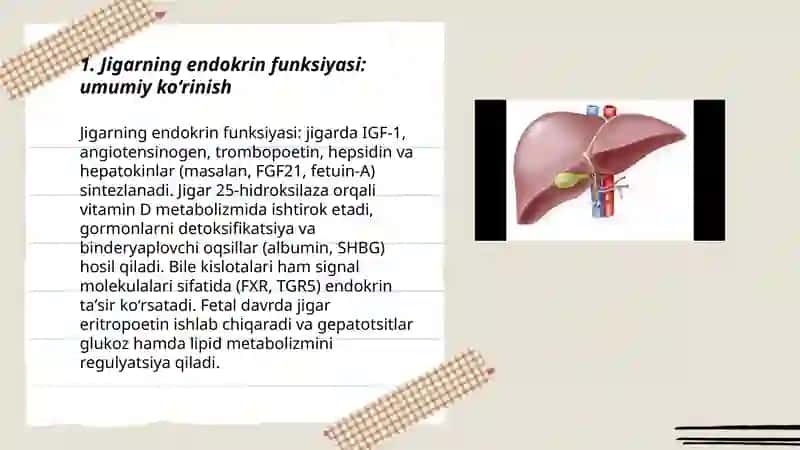 Jigar va yuraklarning endokrin faoliyati 3