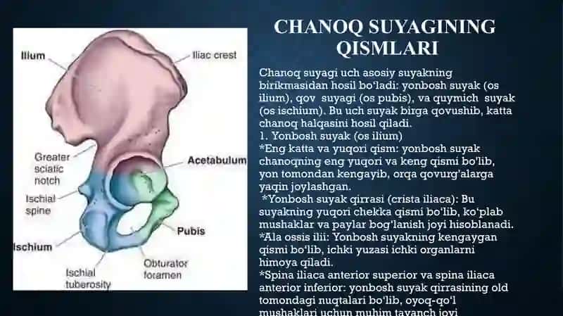 anatomiya oyoq suyaklari 3