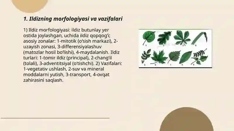 Gulli oʻsimliklarning vegetativ organlari 3