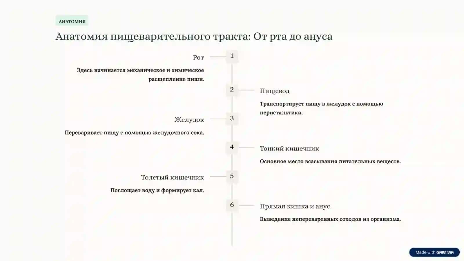 Пищеварительная система человека: Ваш путь к здоровью 3