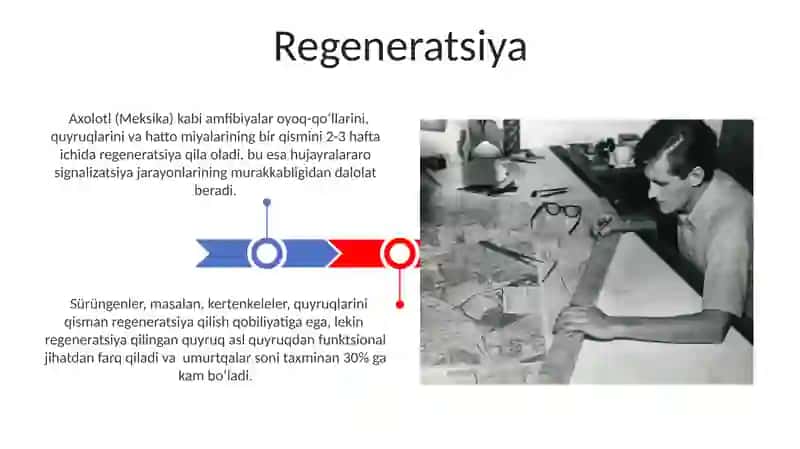 Postembronal rivojlanish 3