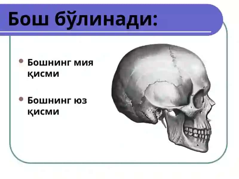 Бошнинг топографик анатомияси.Бошда бажариладиган операциялар 3