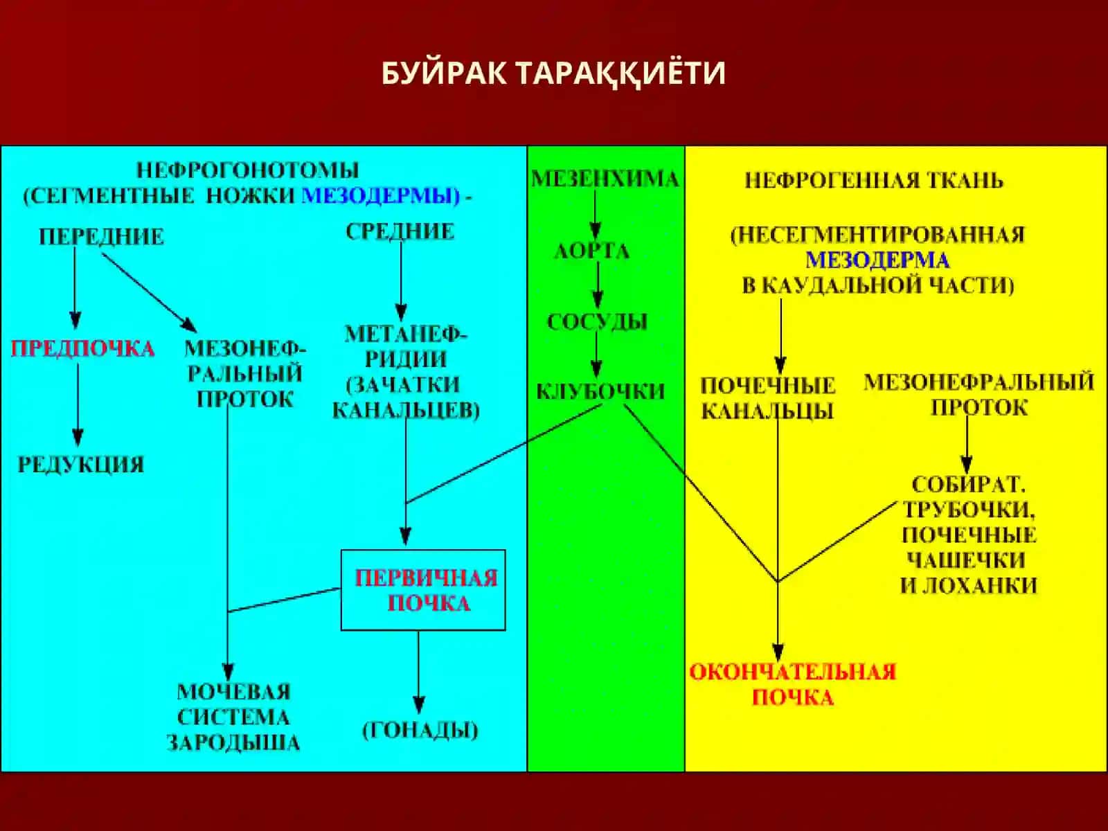 Буйракнинг кўндаланг ва бўйлама кесими 3