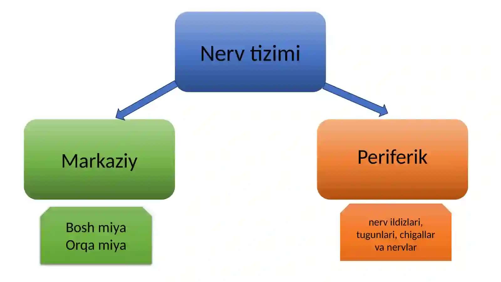 Markaziy nerv tizimining funsional anatomiyasi. Orqa miya va orqa miya pardalari, uning yoshga doir xususiyatlari 3