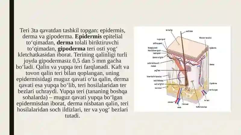 Teri regeneratsiyasi va transplantatsiyasi.Nazariy va klinik ahamiyati 3