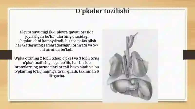 Nafas olish azolarining tuzilishi 3