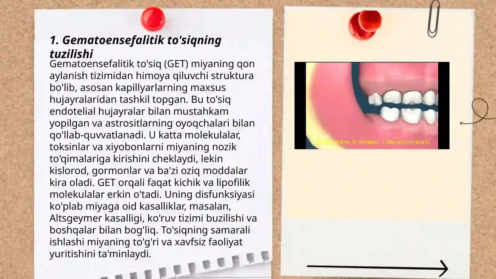 Gematoensefalitik toʻsiq gistofiziologiyasi 3