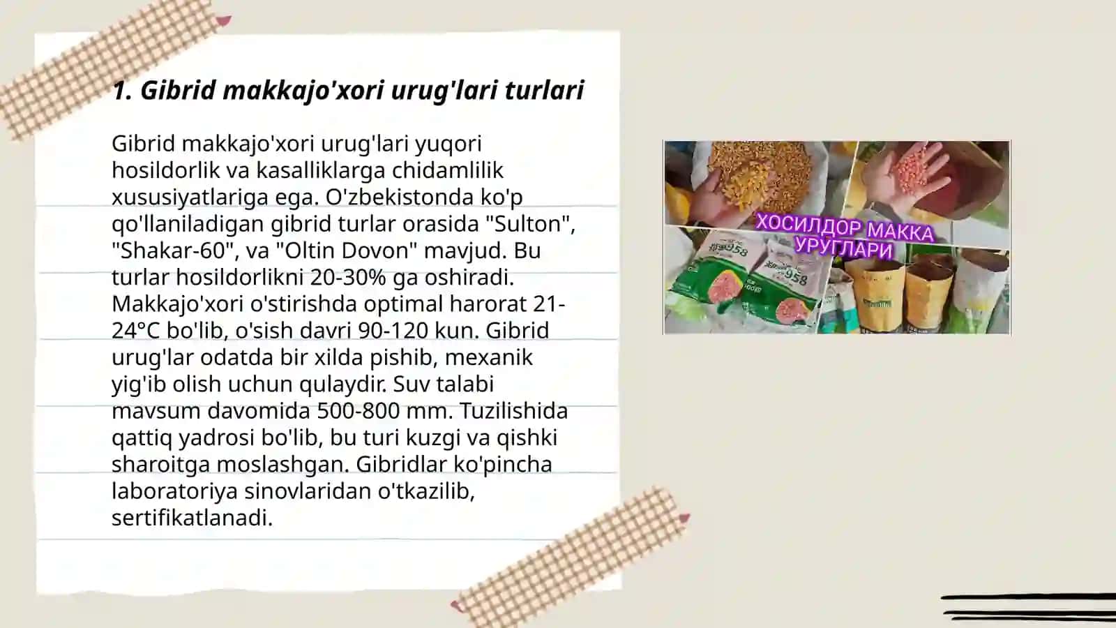 Makkajo‘xorining duragay urug‘larini yetishtirish 3