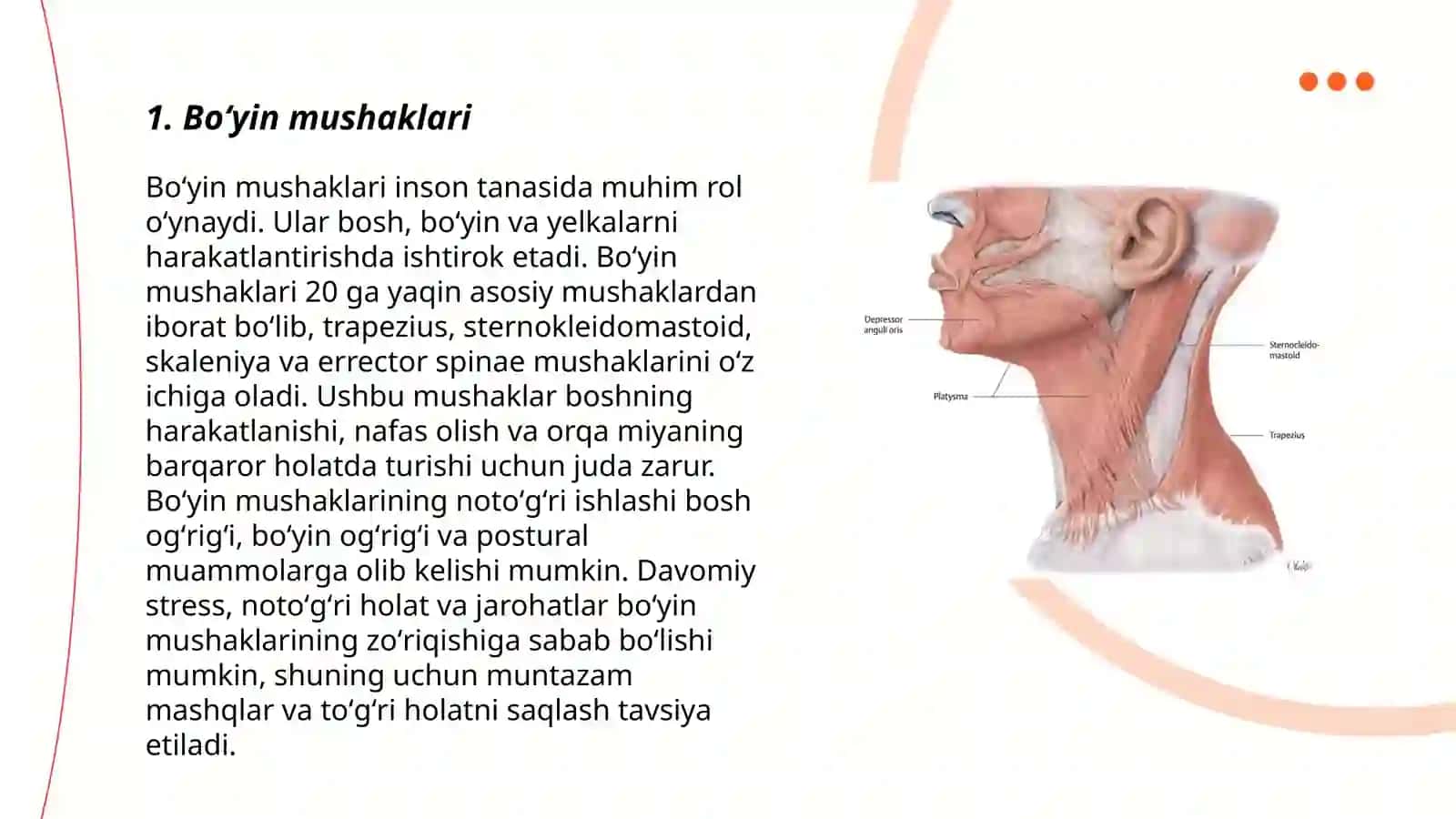 Boʻyin mushaklari 3