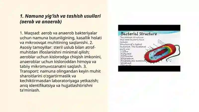 Aerob va anaerob bakteriyalarning sof kulturalarini ajratib olish 3