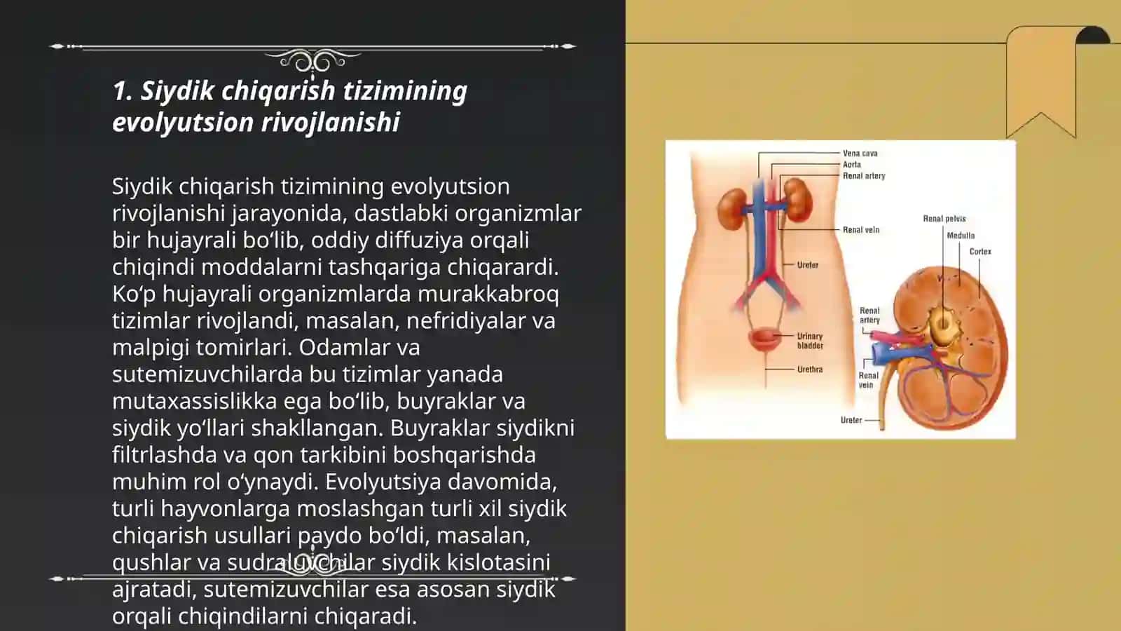Siydik chiqarish tizimining va kilinik anatomiyasi yoshga oid uzgarishlari ruvajlanish anamaliyalari Tanosil azolarning funiksianal va kilinik anatomiyasi 3
