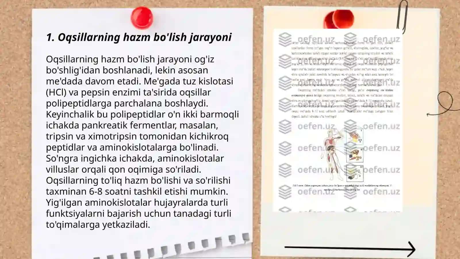 Oziq moddalarning qonga sorilish mexanizmi 3