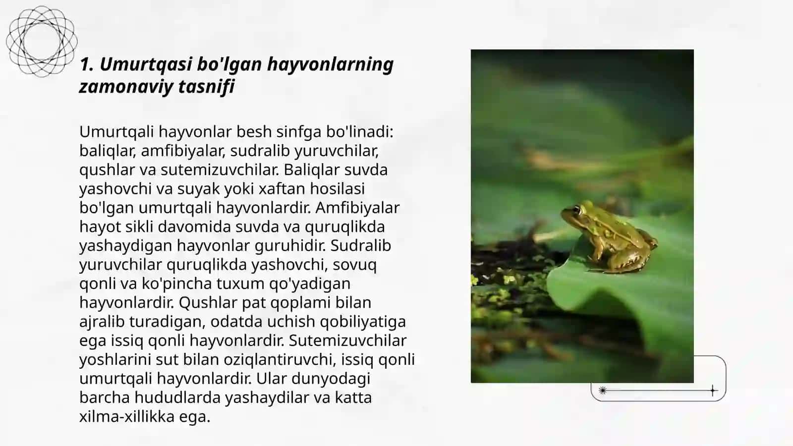 Umurtqalilar kenja tipining zamonaviy tasnifi, kelib chiqishi va evolyutsiyasi 3