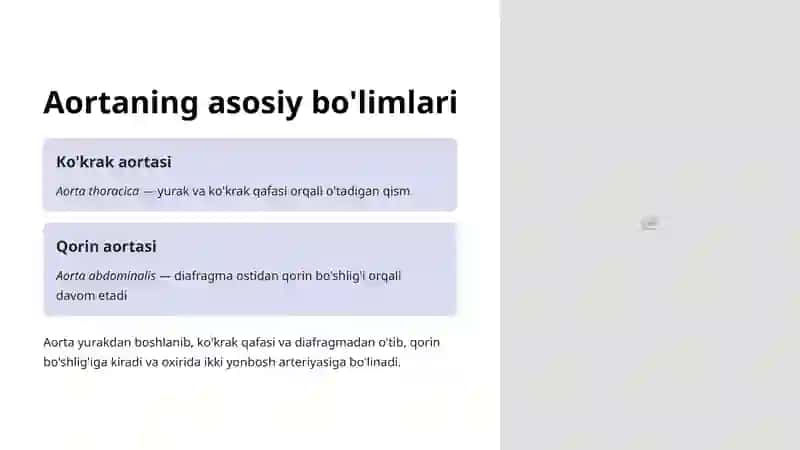 Aorta va uning bo'limlari 3