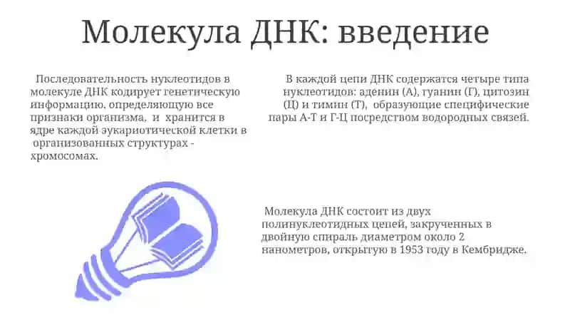 Молекулярные основы наследственности. Строение ДНК 3