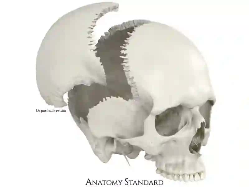 OSTEOLOGIYA 3