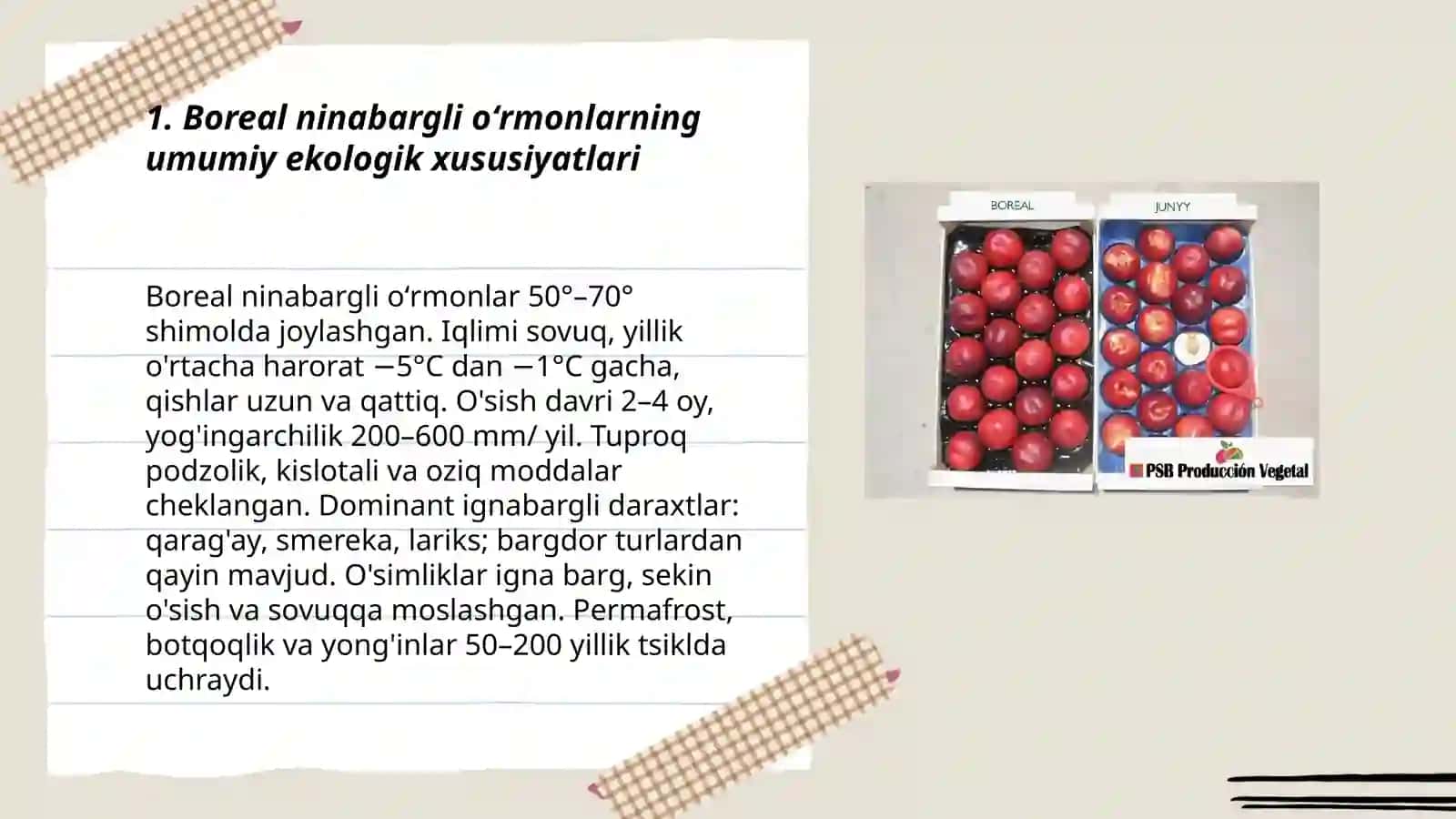 Boreal ninabargli oʻrmonlarning oʻsimliklarini oʻrganish 3