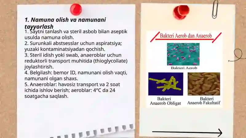 Aerob va anaerob bakteriyalarni sof xosilasini ajratish bosqichlari 3