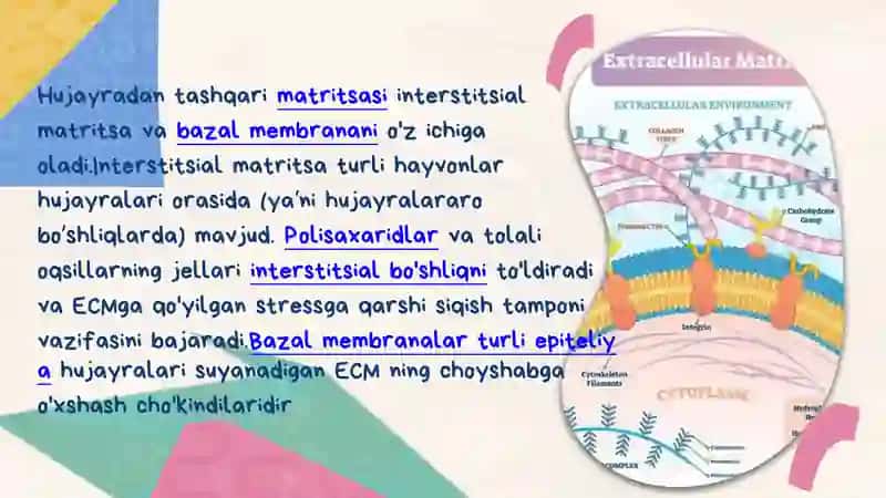 HUJAYRA VA HUJAYRADAN TASHQARI MATRIKS ORASIDAGI MUNOSABATLAR 3