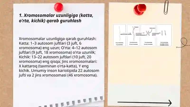 Odam kariotipidagi xromasomalar va genom strukturasiga qarab ularni guruhlarga ajratish 3