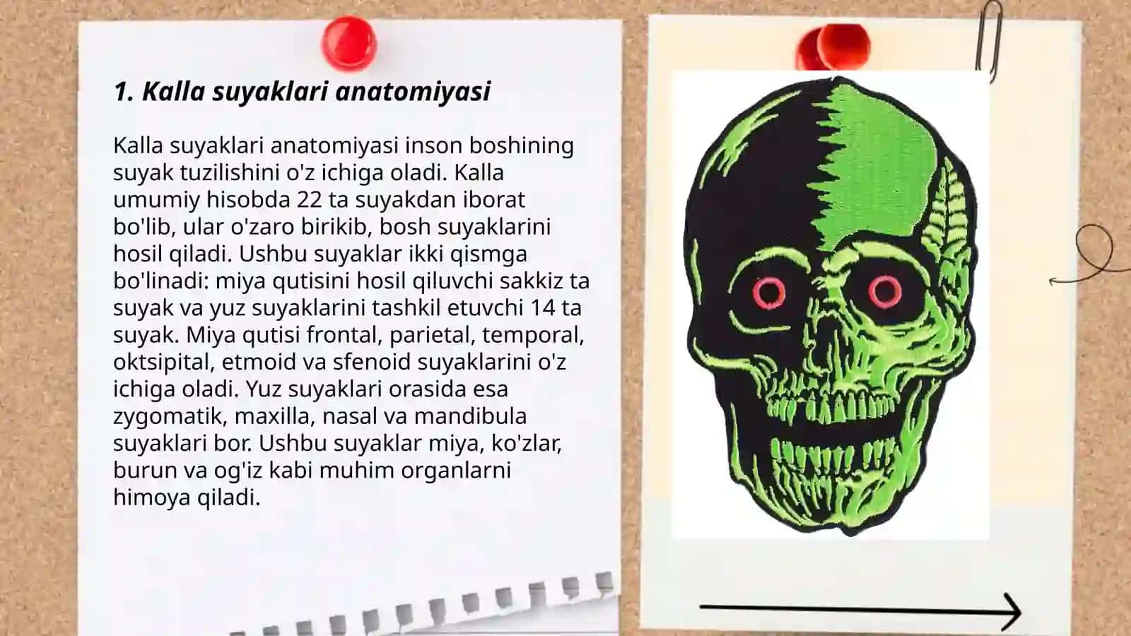 Kalla suyaklari anatomiyasi 3