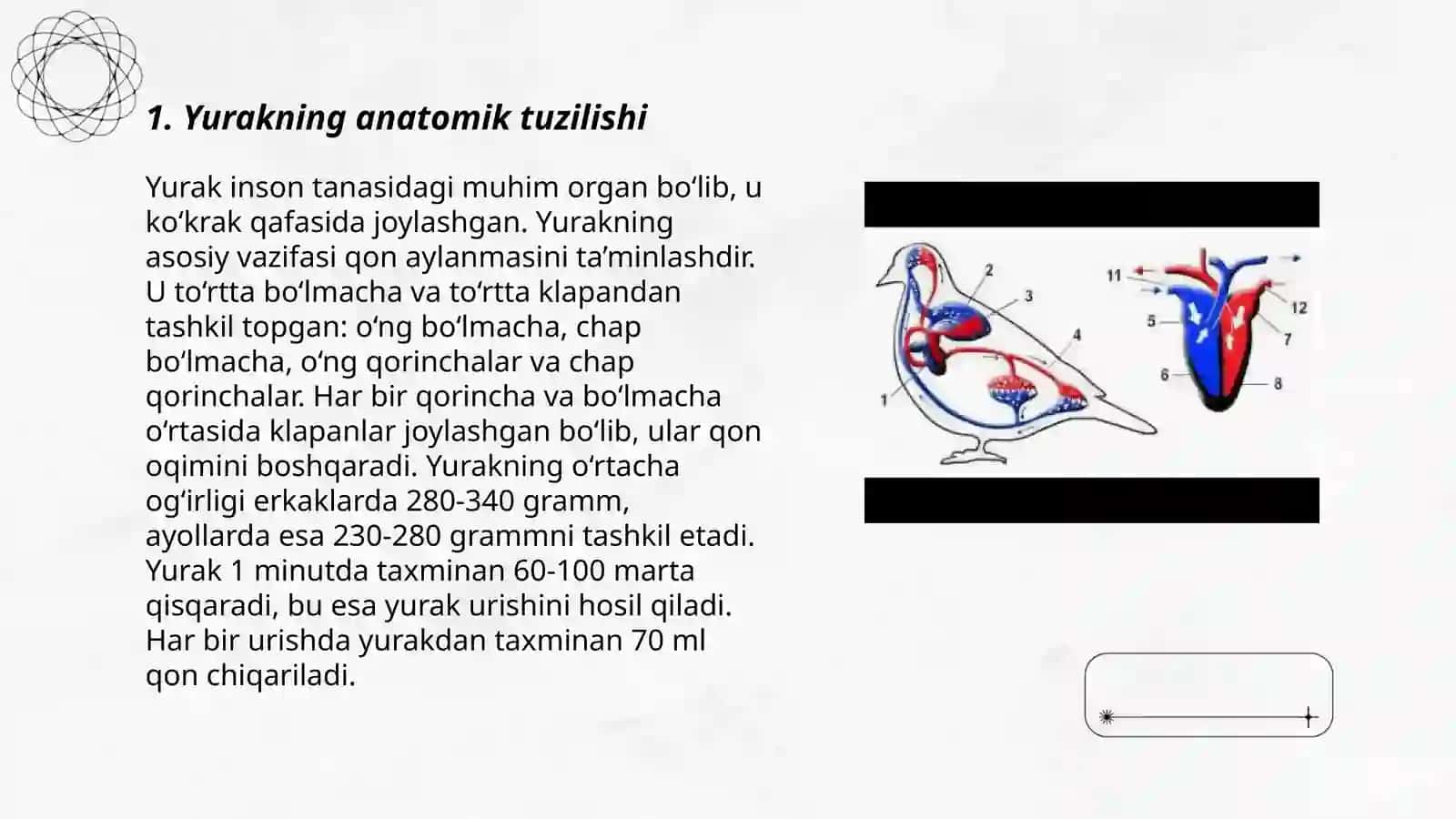 Parrandalarning yurak va qon tomir fiziologiyasi 3