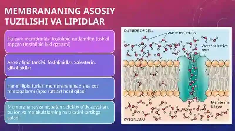 Membrana lipidlarining hujayraga signal oʼtqazilishidagi ahamiyati. 3
