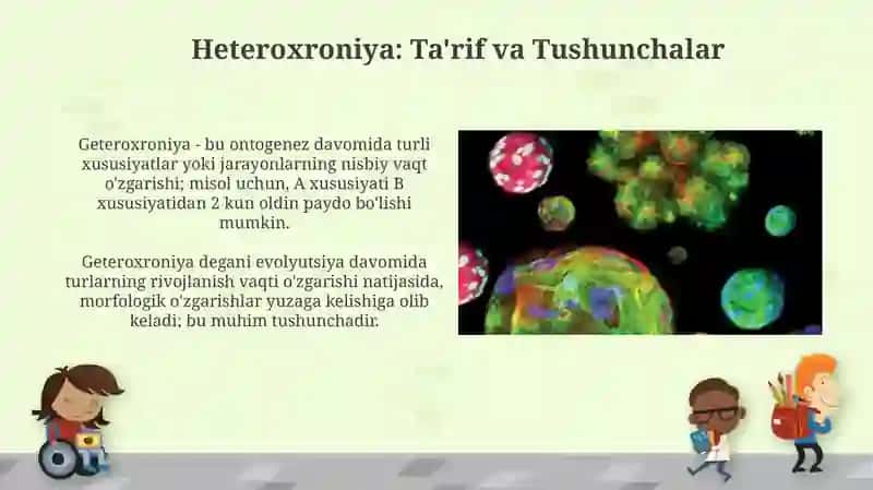 O'sish va rivojlanish geteroxroniyasi 3