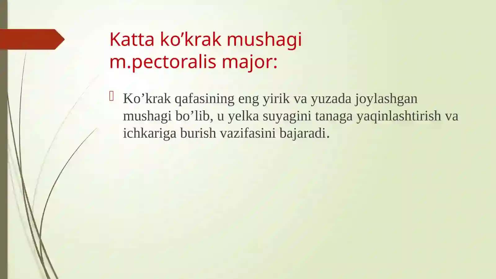 Ko’krakning yuzamushaklari joylashishi va vazifalari 3