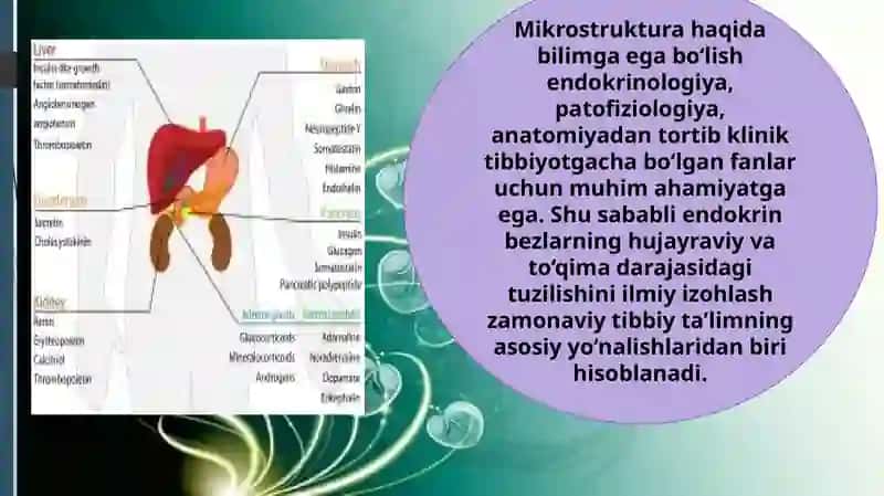 Endokrin bezlarining mikro tuzilishiga ilmiy izoh berish 3