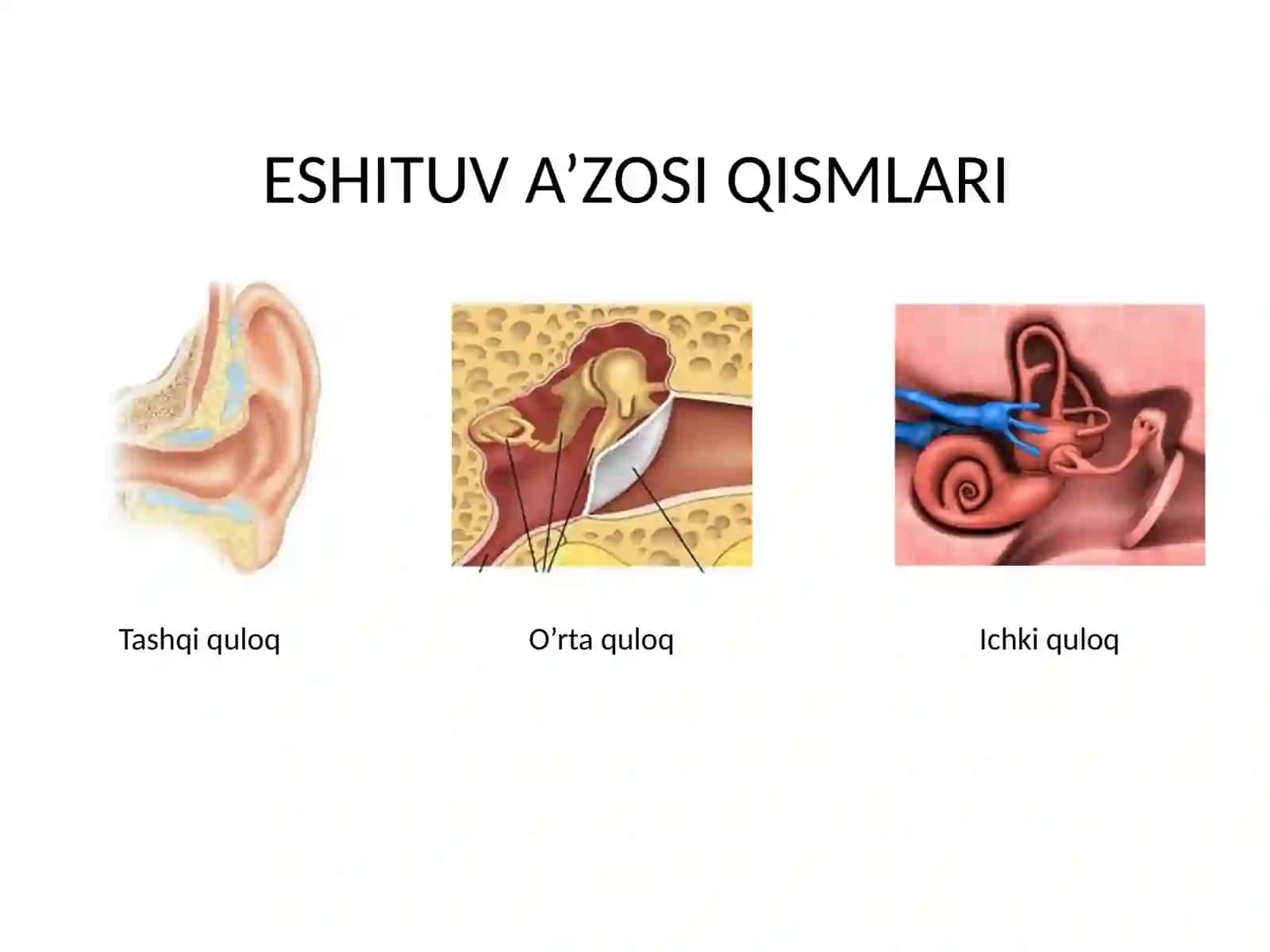 GISTOLOGIYADA ESHITISH VA MUVOZANAT A’ZOLARINING YOSHGA BOG’LIQ O’ZGARISHLARI 3