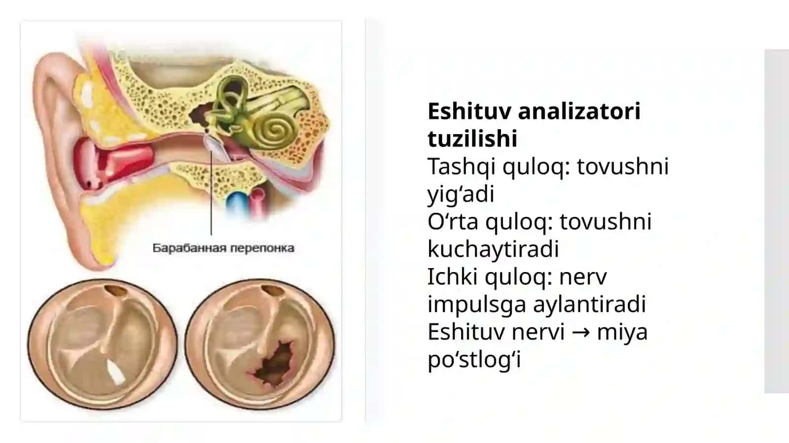 Eshituv analizatori patologiyasining etiologiya va patogenezi 3
