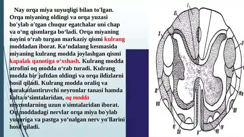 Orqamiyaningtuzilishi va funksiyasi 3