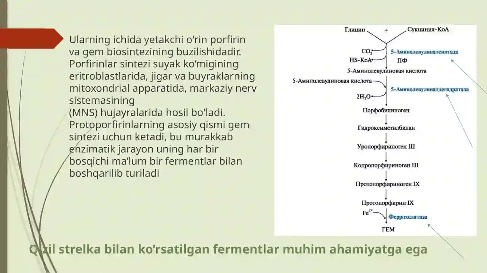 Qo'rg'oshindanzaharlanish patogenezi 3