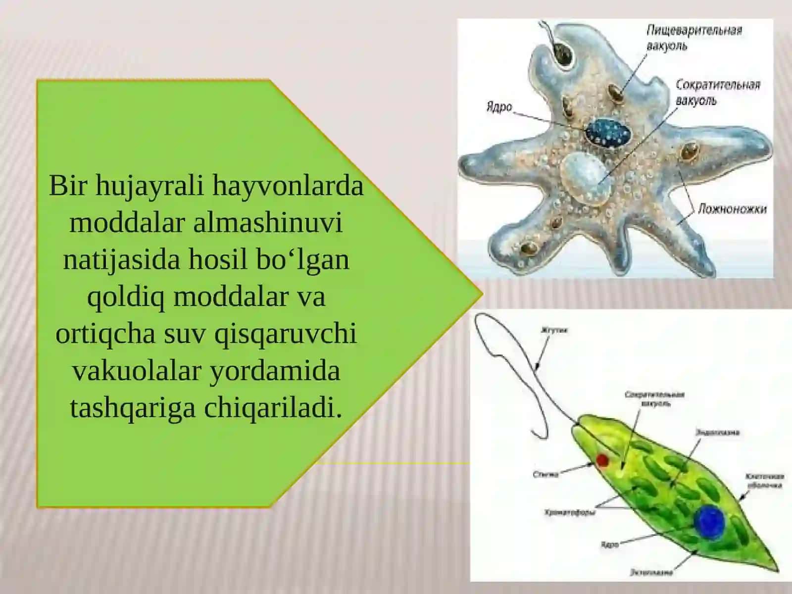 HAYVONLARNINGAYIRISHORGANLARI EVOLUTSIYASI 3