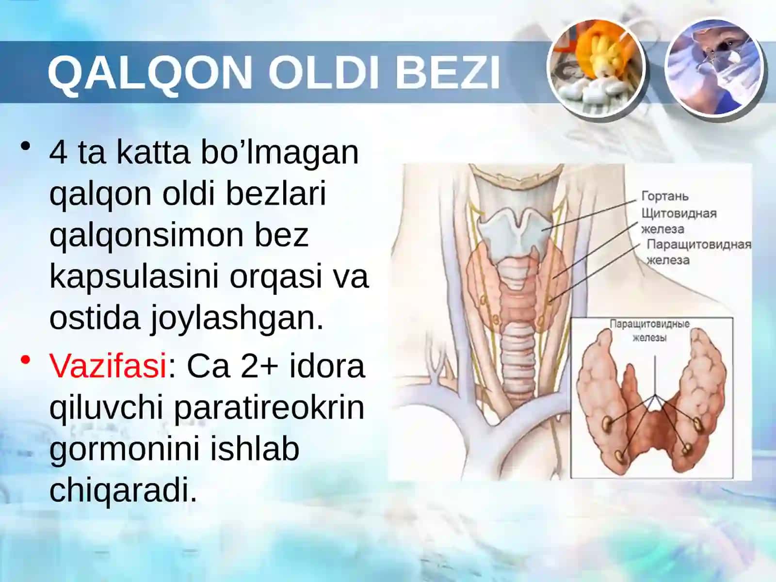 Qalqon oldi va ayrisimon bez patofiziologiyasi 3