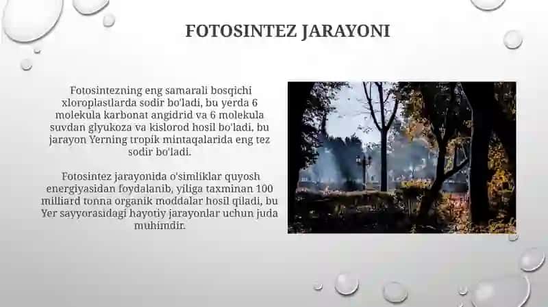 Oʻsimliklar dunyosi va ularni hayot tarzi 3