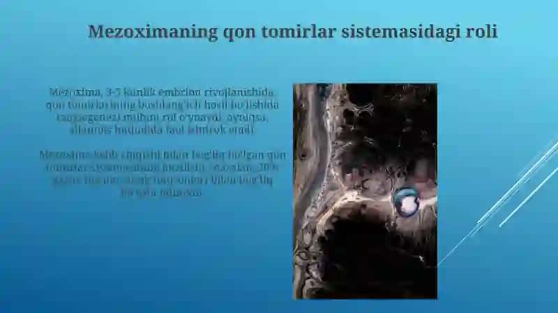 Mezenximaning tuzilishi va ahamiyati 3