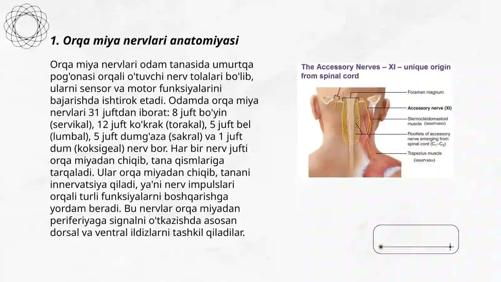 Orqa miya nervlari anatomiyasi 3