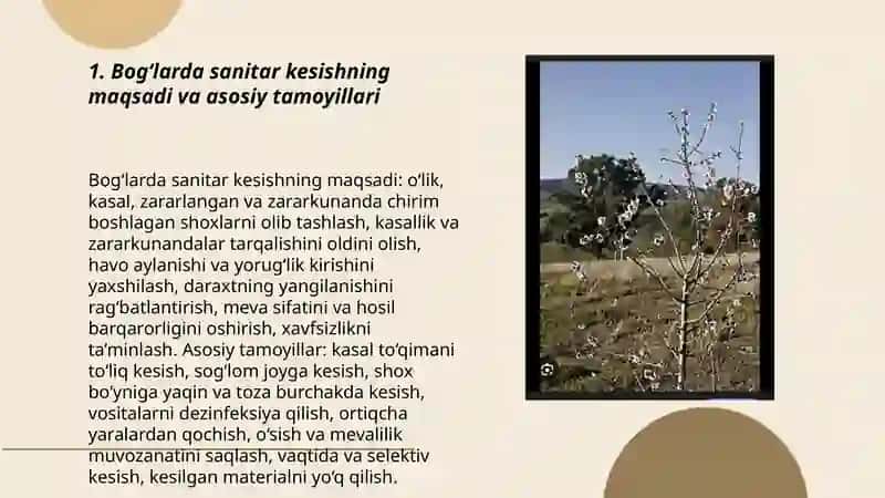 Bog‘larda sanitar kesish usullari va o'tkazish texnalogiyasi 3