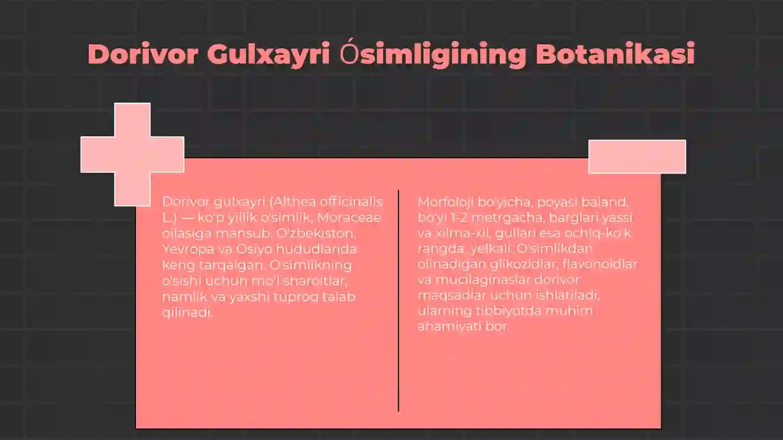 Dorivor Gulxayri (Altey lekarstvenniy) 3