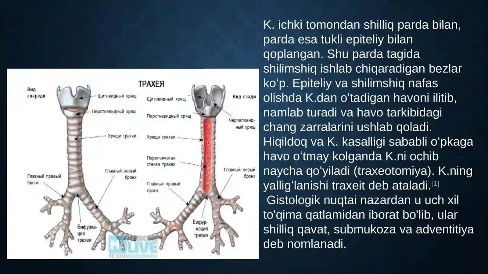 KekIRDAK. O`PKA: FUNKSIONAL VA TOPOGRAFIK ANATOMIYASI. BRONXLAR. PLEVRA: SINUSLARI, CHEGARALARI. KO`KS ORALIG`I. QALQONSIMON VA QALQONSIMON ORQA BEZLARI. AYRISIMON BEZ 3