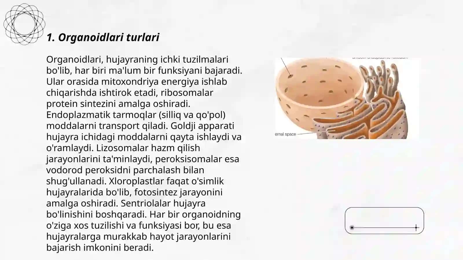 Organoidlarining tuzilishi, funksiyasi, silliq va donador endoplazmatik toʻr 3