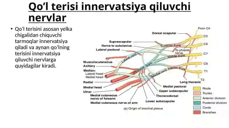 Qo‘l va oyoq terisini innervatsiyasi 3