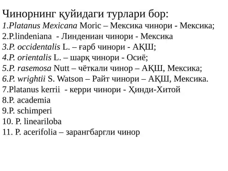 Чинордошлар- PLATANACEAE (платанация) ОИЛАСИ (платановые) 3